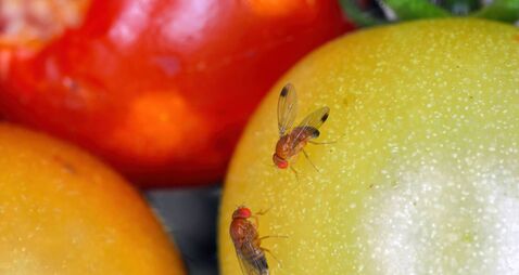Drosophila suzukii, commonly called the spotted wing drosophila, cherry drosophila or SWD. It is a fruit fly, a serious pest of