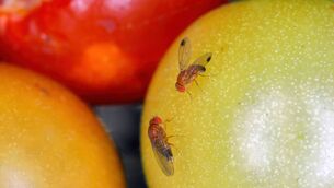 <p>You won’t need to call in the professionals to remove fruit flies, as a two-ingredient mixture will do the work for you to trap and kill them.</p>