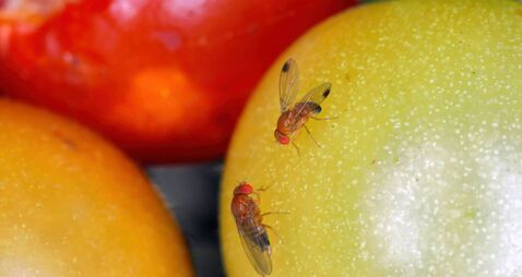 Drosophila suzukii, commonly called the spotted wing drosophila, cherry drosophila or SWD. It is a fruit fly, a serious pest of