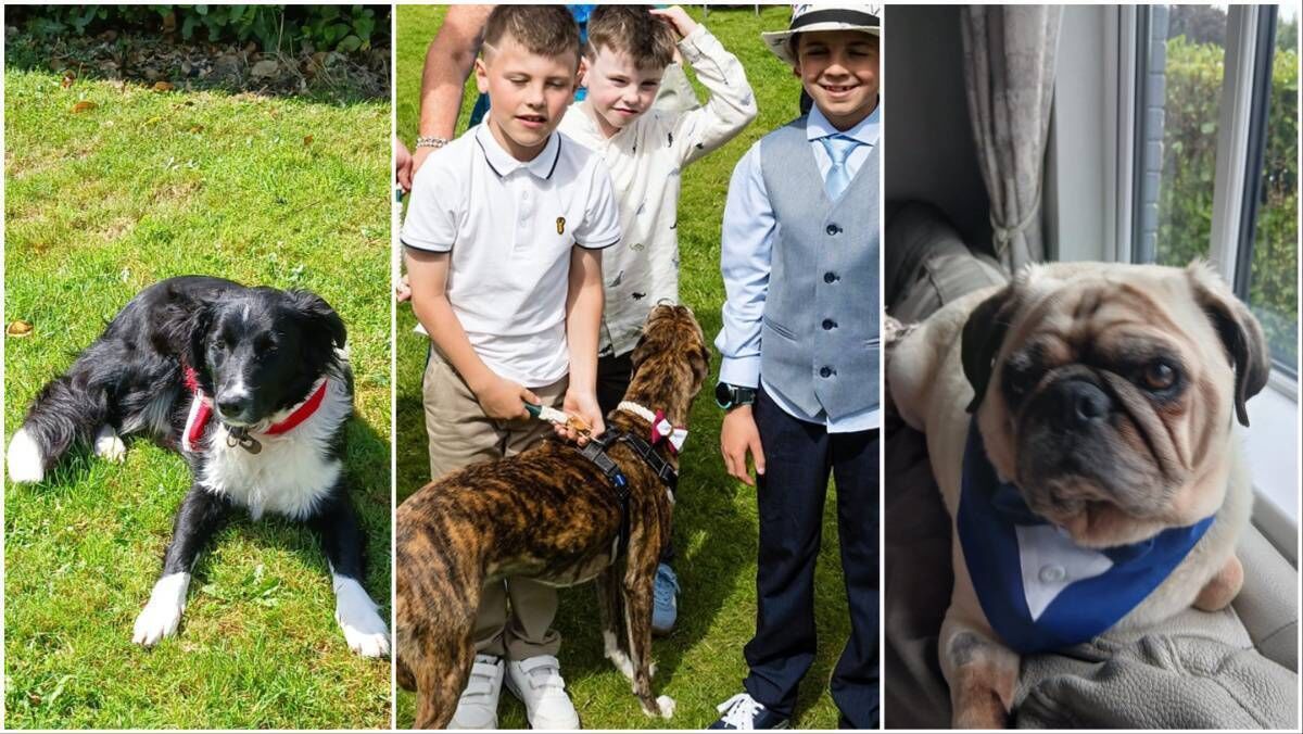 The couple’s dogs, from left: Lilly, who sent her best wishes; Milio, enjoying the attention at the event; and Harley, all dressed up before attending the wedding. The couple’s dogs, from left: Lilly, who sent her best wishes; Milio, enjoying the attention at the event; and Harley, all dressed up before attending the wedding.