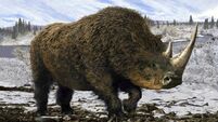 Woolly Rhinoceros