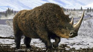 <p>Woolly rhinos roamed Europe and Asia during the last Ice Age. All had become extinct, perhaps due to climate change, by 10,000 BC.</p> <p>Woolly rhinos roamed Europe and Asia during the last Ice Age. All had become extinct, perhaps due to climate change, by 10,000 BC.</p>