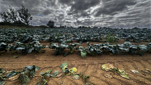 <p>Vegetables wilting in parched fields in Naas Co Kildare last Friday. Picture: Eamonn Farrell/RollingNews </p>