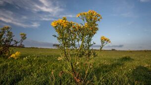 <p>While it creates a colourful picture postcard image that is much admired by visitors to the country, Ragwort is a lethal plant for animals.</p> <p>While it creates a colourful picture postcard image that is much admired by visitors to the country, Ragwort is a lethal plant for animals.</p>