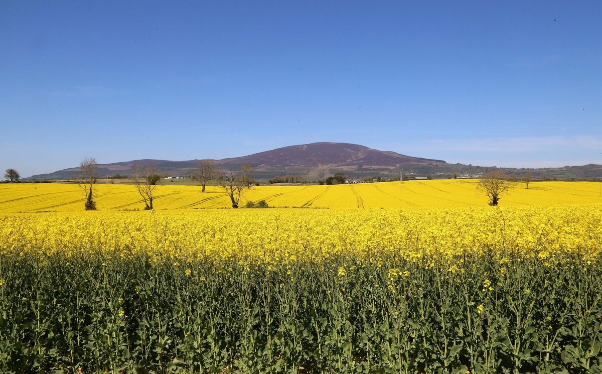 Slievenamon in a more abundant summer scene.