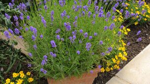 <p>Lavender likes a very free-draining compost, but that does not mean bone dry. </p> <p>Lavender likes a very free-draining compost, but that does not mean bone dry. </p>