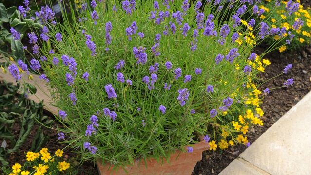 <p>Lavender likes a very free-draining compost, but that does not mean bone dry. </p>