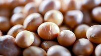 Close-up of soya beans