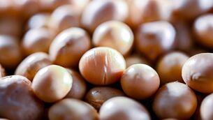 <p>High oleic soybeans (HOSB) were developed and first grown about 14 years ago as a source of improved cooking oil for food manufacturers, but their fastest-growing market now is for dairy cattle feed.</p> <p>High oleic soybeans (HOSB) were developed and first grown about 14 years ago as a source of improved cooking oil for food manufacturers, but their fastest-growing market now is for dairy cattle feed.</p>