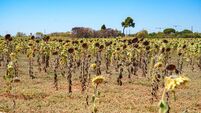 FRANCE-AGRICULTURE-WEATHER-HEAT WAVE-ENVIRONMENT-CROP-SUNFLOWER