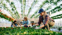 Young woman working with seedlings at plant nursery.