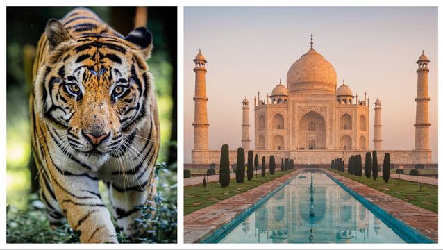 <p>India is not for everyone, though I challenge anyone remotely curious about the world to come and experience it for themselves</p>