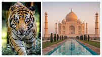 From tiger safaris to Golden Triangle tours: What it's like to experience India as a VIP