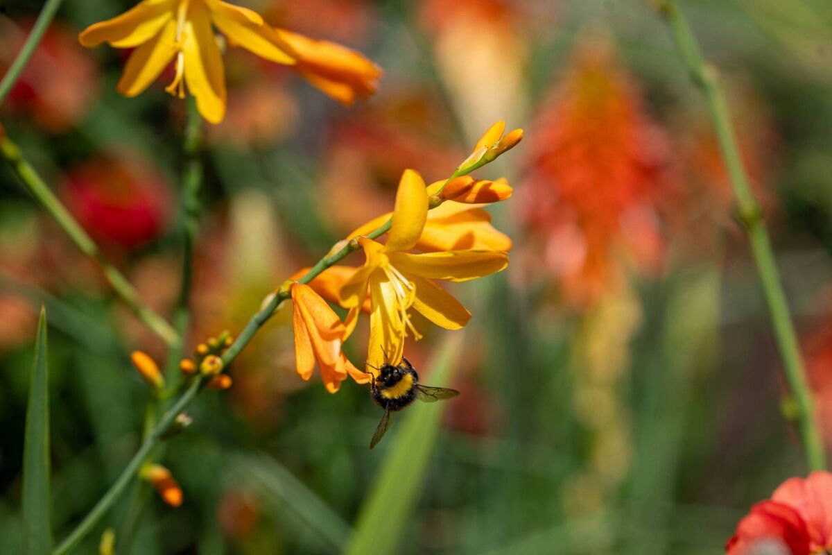 A bee feasts on the flowers on St Patrick's Street. 