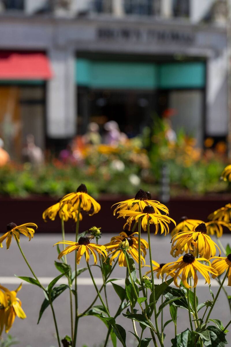 Colourful blooms bring a splash of colour and provide a welcome source of food for pollinators.