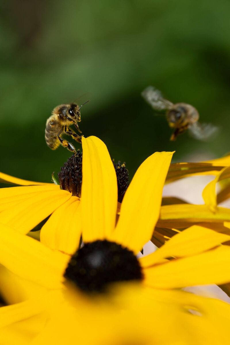 Bees make the most of the new plants and flowers. 