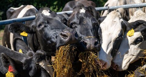 Drought conditions could have dire repercussions on feed reserves and financials