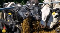 Drought conditions could have dire repercussions on feed reserves and financials