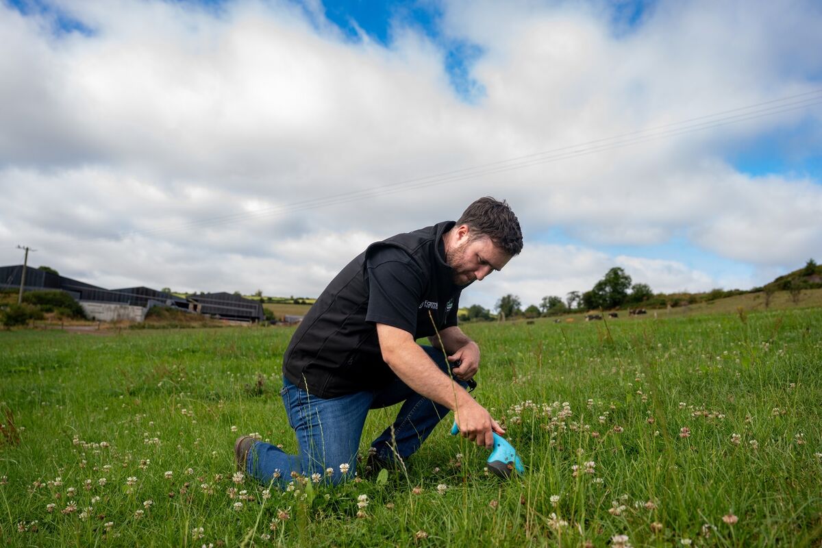 Tim Casey checks the condition of the grass on a farm in East Cork following weeks of drought. Tim Casey checks the condition of the grass on a farm in East Cork following weeks of drought.