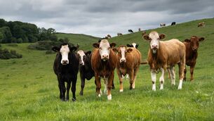 <p>All suckler farmers with eligible calves born on their holdings between July 1, 2025, and June 30, 2026, can apply for this scheme.</p>