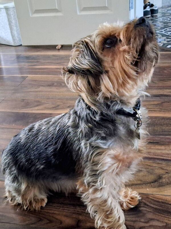 He’s a lot of work. He craves attention and has this way of looking terribly rejected if you’re preoccupied with, well, anything but him.
