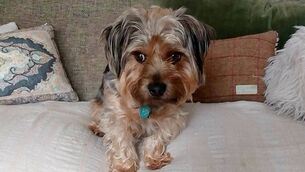 <p>Jennifer Horgan's dog Nero.</p>
