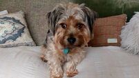 Jennifer Horgan: Dogs deserve to be in shared spaces too — within reason