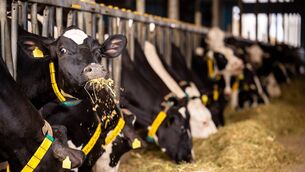 <p>The National Fodder and Food Security Committee is set to convene on August 21.</p>