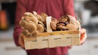 closeup on young housewife showing basket with mushrooms