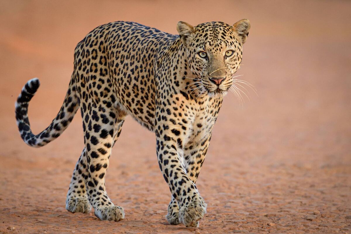 Mahlatini Luxury Travel is offering a safari package featuring tigers, leopards, sloth bears, wild dogs, and other thrilling wildlife Mahlatini Luxury Travel is offering a safari package featuring tigers, leopards, sloth bears, wild dogs, and other thrilling wildlife