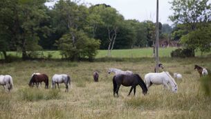 <p>For farmers struggling to keep the show on the road, supports will be needed.  Picture: Eamonn Farrell</p>