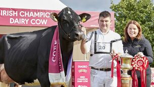 <p>2026 Diageo Baileys Champion Cow, Coolroehouse Abbott Ann, exhibited by Paul Murphy and Emma Behan. Co Cork. Picture: Maria Kelly</p>