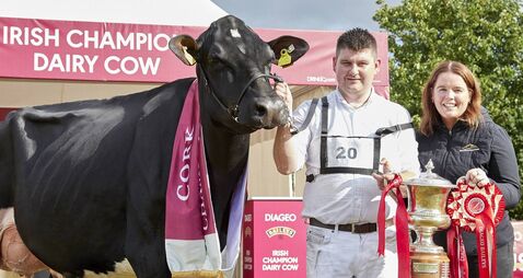 Cork cow claims coveted Baileys dairy title