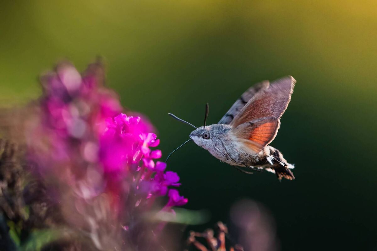 The hummingbird hawk moth has been seen recently in several parts of Co Cork and if temperatures continue to increase it could well start breeding here for the first time. The hummingbird hawk moth has been seen recently in several parts of Co Cork and if temperatures continue to increase it could well start breeding here for the first time.