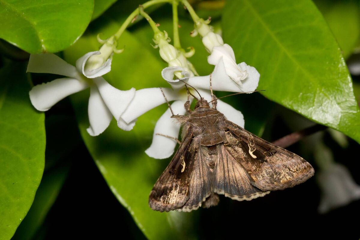 Silver Y moths are being seen here in larger numbers. Picture: Carlos Delgado/Wikipedia Silver Y moths are being seen here in larger numbers. Picture: Carlos Delgado/Wikipedia
