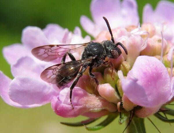 A critically endangered silver-sided nomad bee was recently discovered in Co Offaly. Picture: Steven Falk A critically endangered silver-sided nomad bee was recently discovered in Co Offaly. Picture: Steven Falk