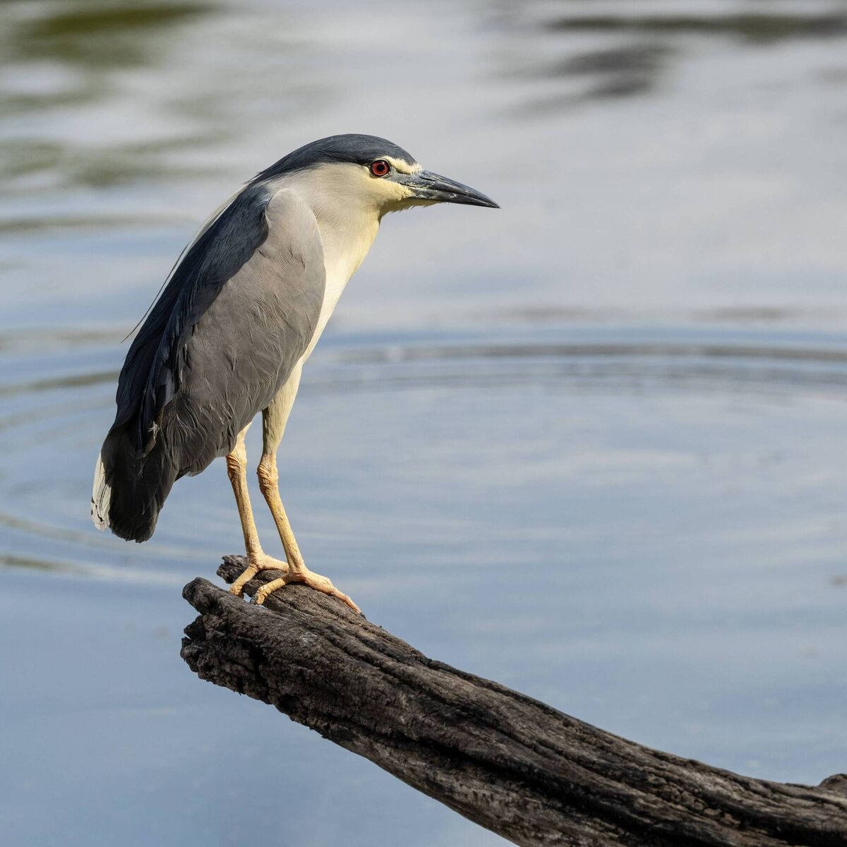 Three years ago there was a massive influx of the night heron to Ireland. Three years ago there was a massive influx of the night heron to Ireland.