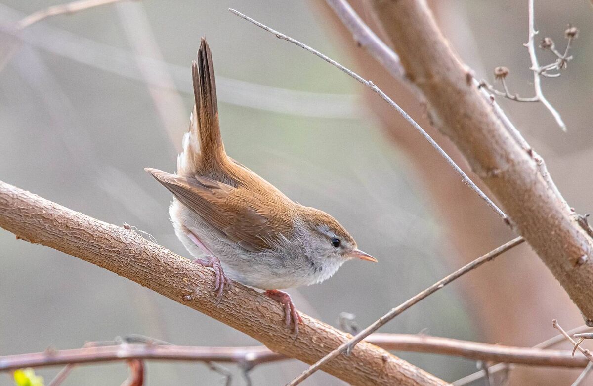 A cettis warbler was spotted for the first time in Ireland, in Co Cork six years ago. A cettis warbler was spotted for the first time in Ireland, in Co Cork six years ago.