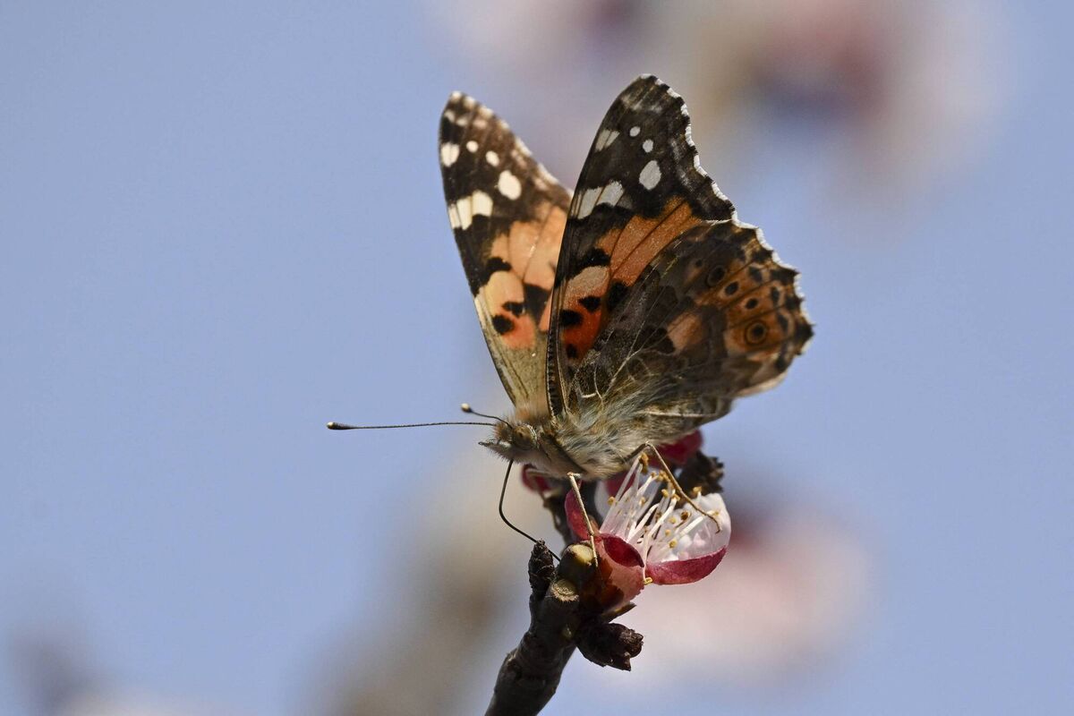 Painted lady butterflies have been coming to Ireland in greater numbers. Picture: Armend Nimani/AFP via Getty Images. Painted lady butterflies have been coming to Ireland in greater numbers. Picture: Armend Nimani/AFP via Getty Images.