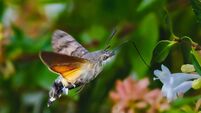 hummingbird hawk-moth foraging close-up