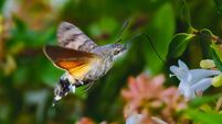 hummingbird hawk-moth foraging close-up