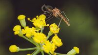 A close up of a male Common House Mosquito on a Fennel flowers (Culex pipiens)
