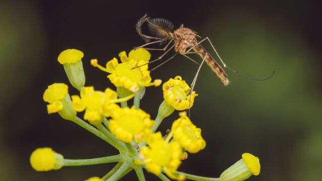 <p>Italy and France face growing risks from mosquito borne-diseases. File picture</p>