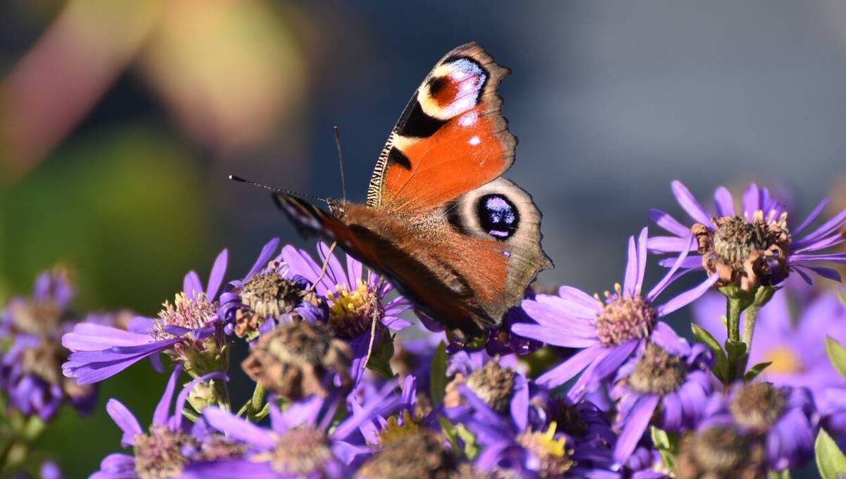 A Peacock Butterfly on purple aster flowers in the Autumn sunshine. Even in small gardens, people can help butterflies with nectar-rich plants like buddleia, as well as honeysuckle and lavender. A Peacock Butterfly on purple aster flowers in the Autumn sunshine. Even in small gardens, people can help butterflies with nectar-rich plants like buddleia, as well as honeysuckle and lavender.
