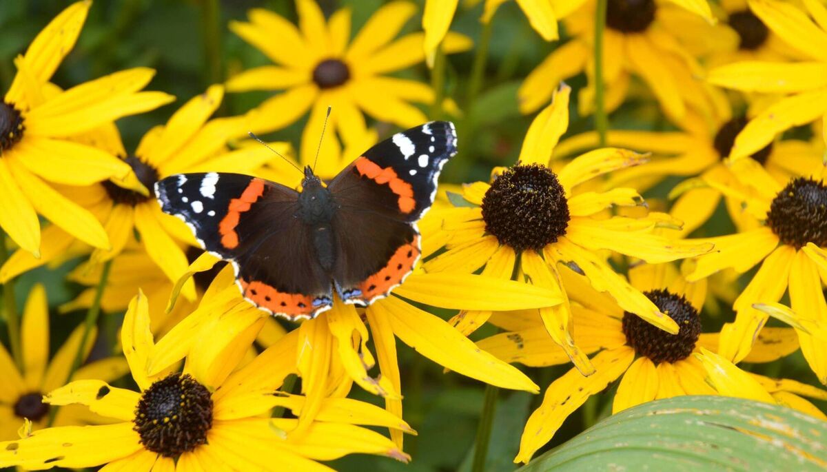 A Red Admiral butterfly sups from an open bloom of Rudbeckia. A Red Admiral butterfly sups from an open bloom of Rudbeckia.