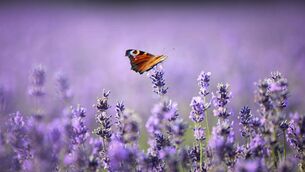 <p>Nectar-rich lavender flowers attract butterflies, like this peacock butterfly.</p> <p>Nectar-rich lavender flowers attract butterflies, like this peacock butterfly.</p>