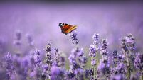 A Peacock butterfly sitting on Lavender flowers in the sunshine in Hampshire, UK