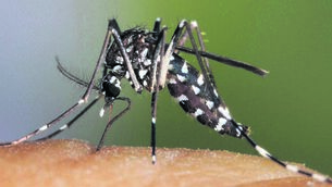 <p>Originally from Southeast Asia, the Asian tiger mosquito is small, black, and distinctively striped, and has become one of Europe’s most successful invasive mosquitoes. They are not currently present or established here in Ireland.</p> <p>Originally from Southeast Asia, the Asian tiger mosquito is small, black, and distinctively striped, and has become one of Europe’s most successful invasive mosquitoes. They are not currently present or established here in Ireland.</p>
