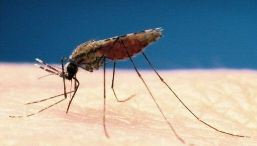 There are currently no known exotic mosquito species established in Ireland, and no evidence that mosquito-borne diseases are being locally transmitted here. There are currently no known exotic mosquito species established in Ireland, and no evidence that mosquito-borne diseases are being locally transmitted here.