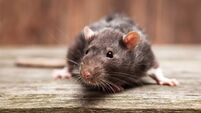 Pet rat
